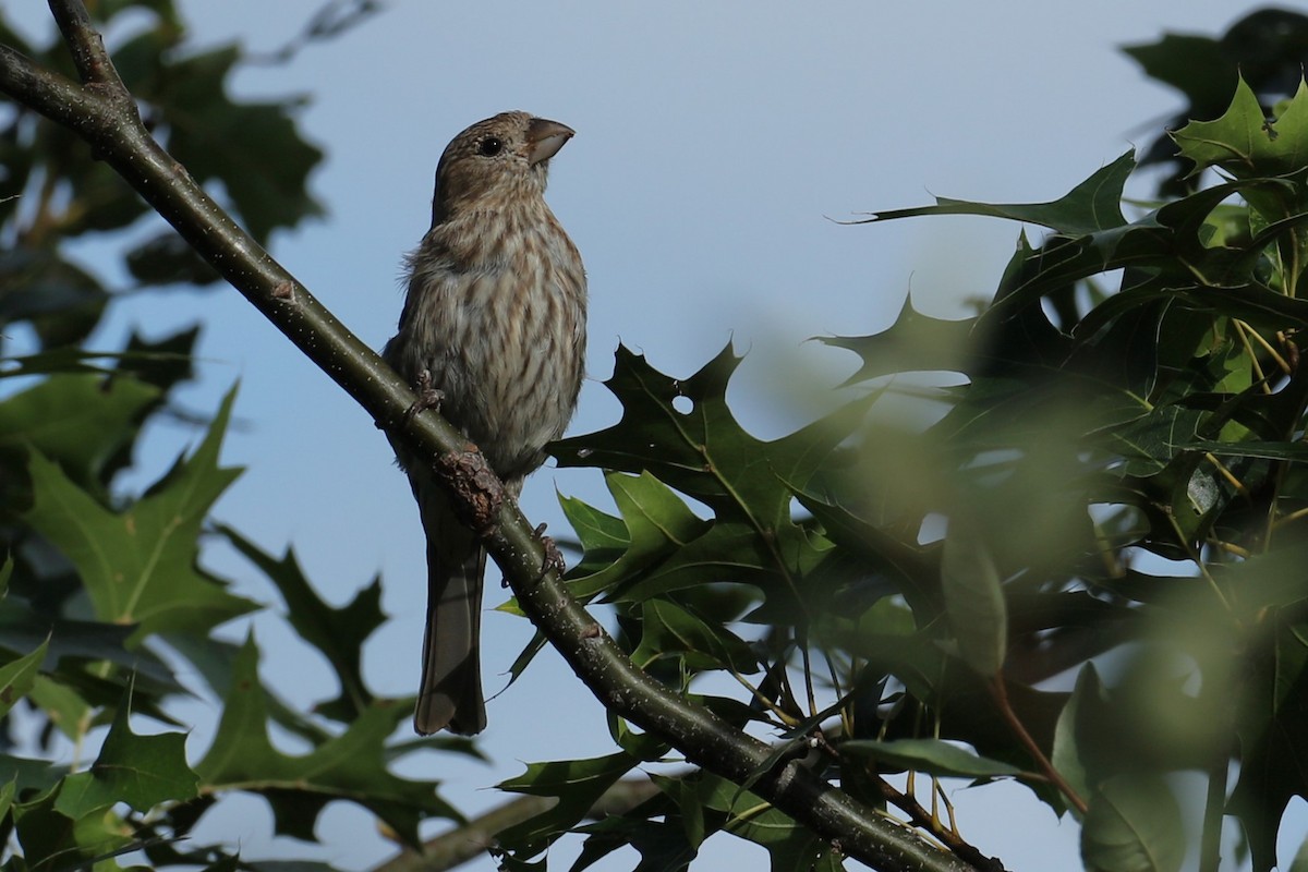 House Finch - ML640514212