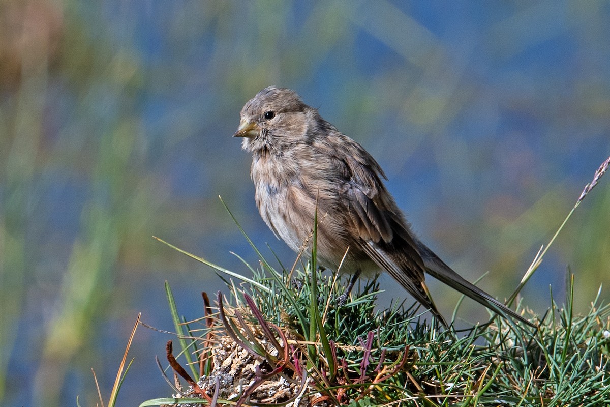 Twite - ML640514233