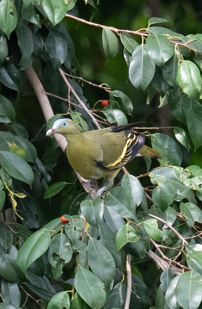 Philippine Green-Pigeon - ML640514336