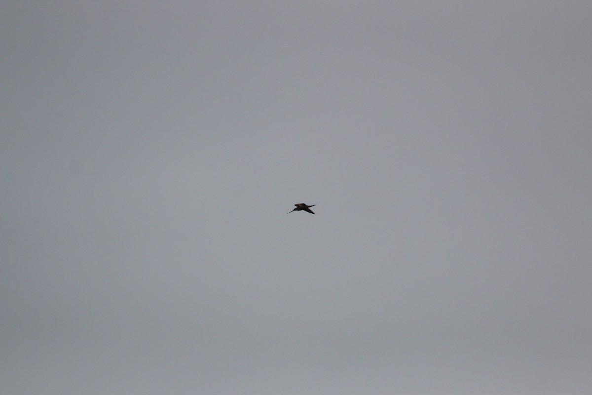 Marbled Godwit - ML640514354