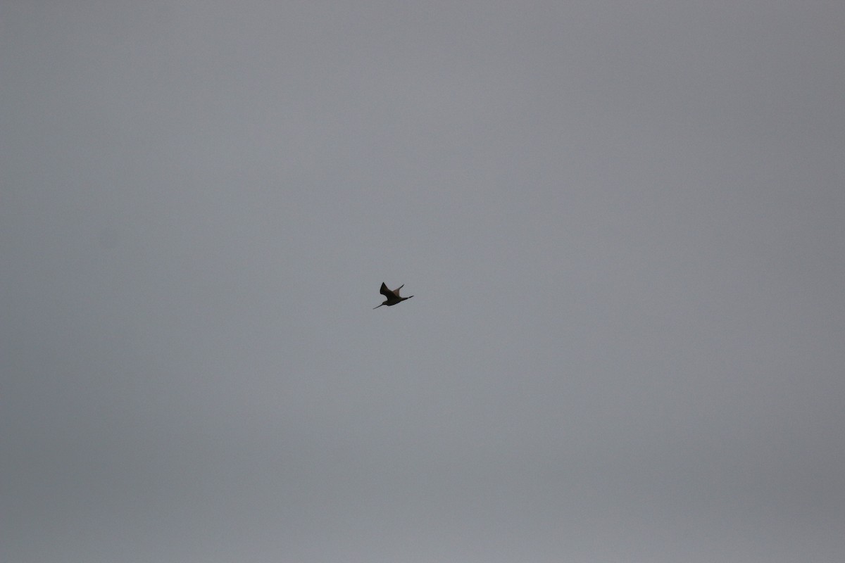 Marbled Godwit - ML640514355