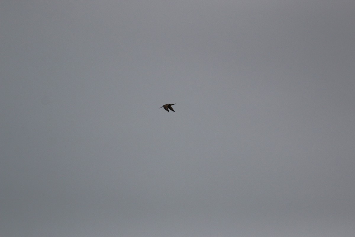 Marbled Godwit - ML640514356