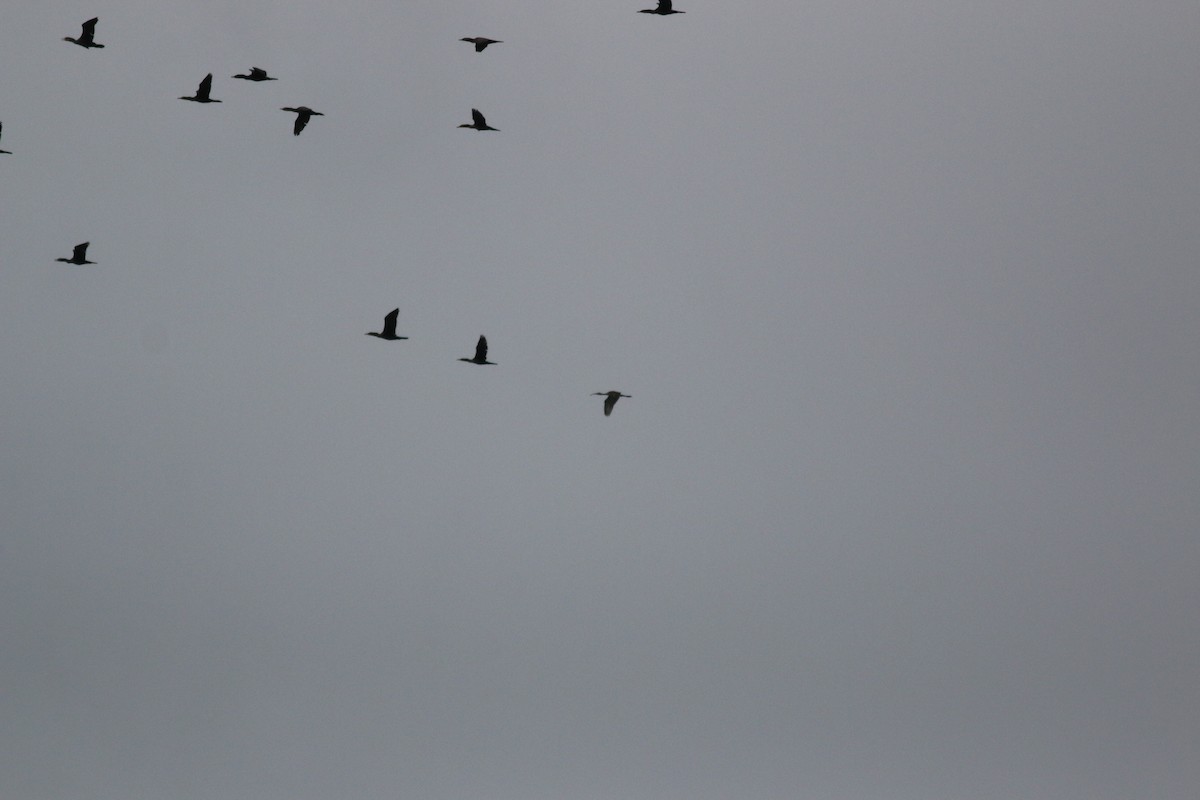 White Ibis - ML640514362