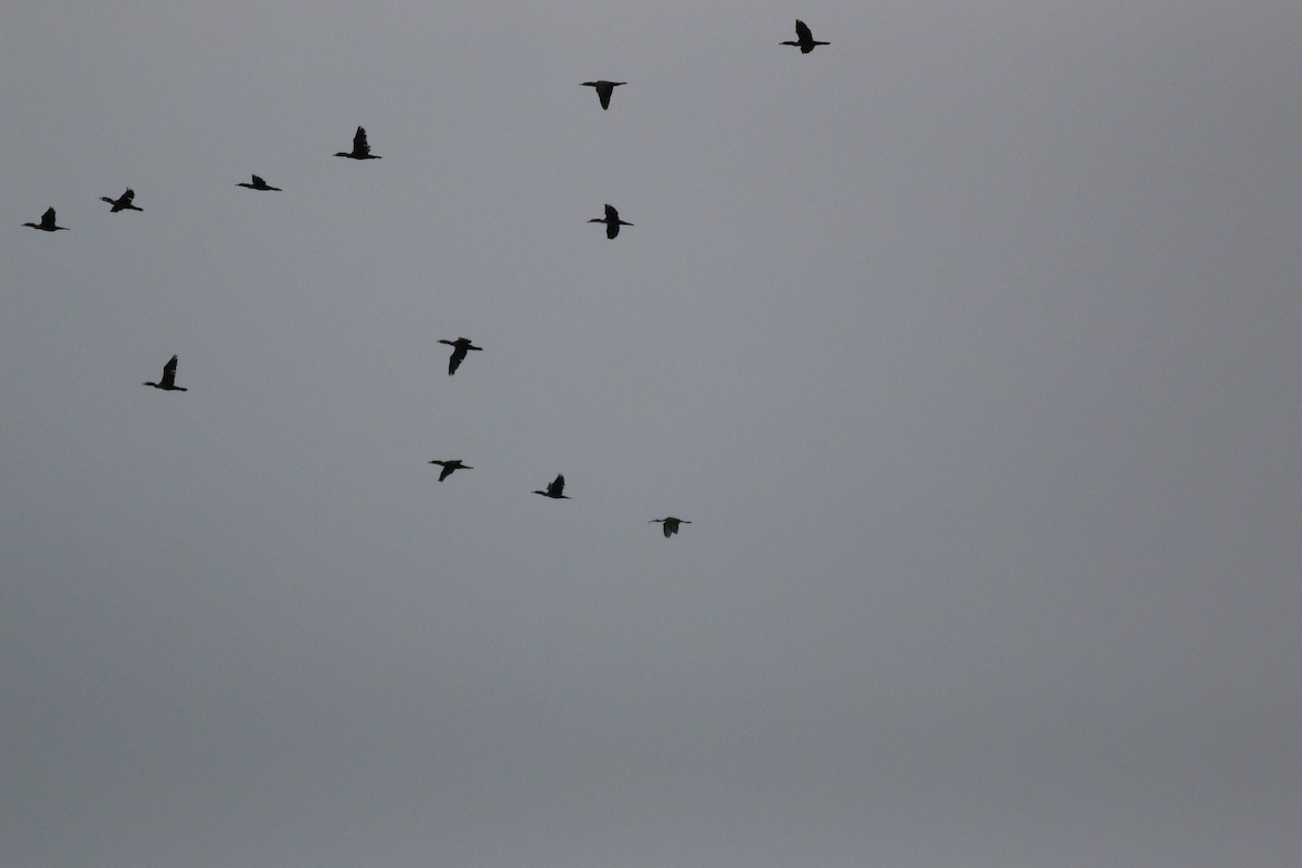 White Ibis - ML640514363