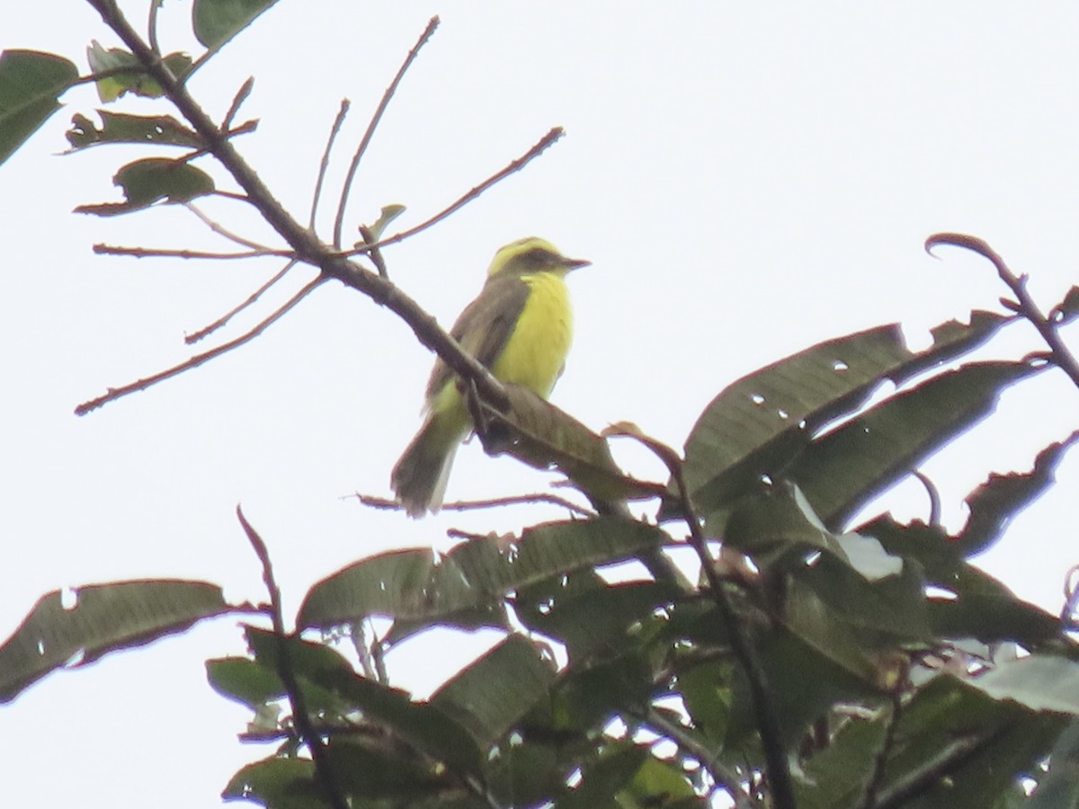 Lemon-browed Flycatcher - ML640514390