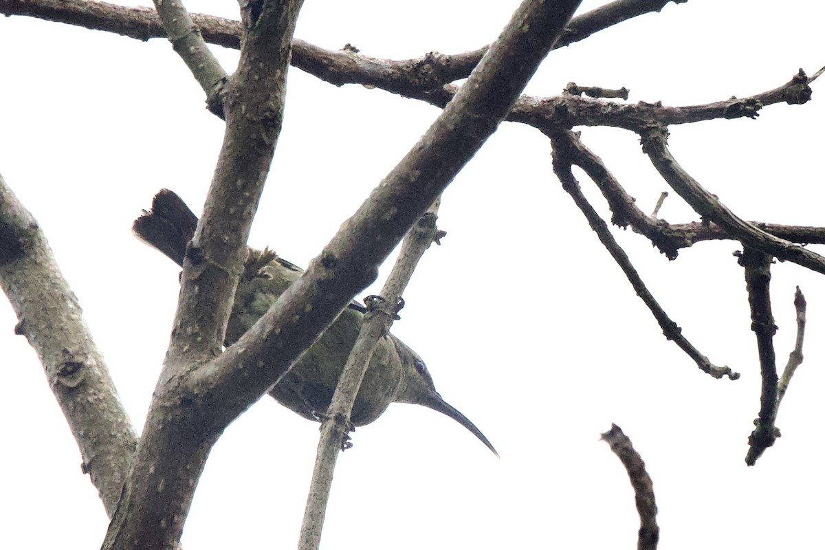 Olive Sunbird - ML640514426