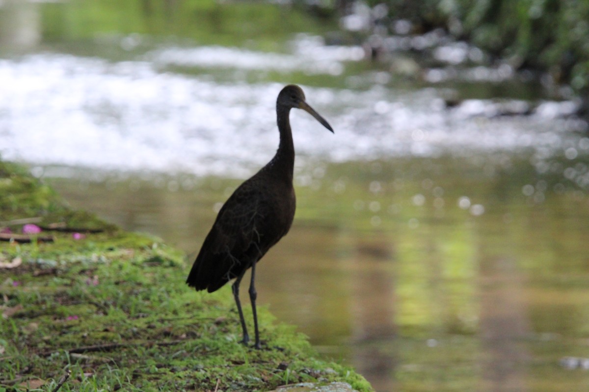 Limpkin - ML640514429