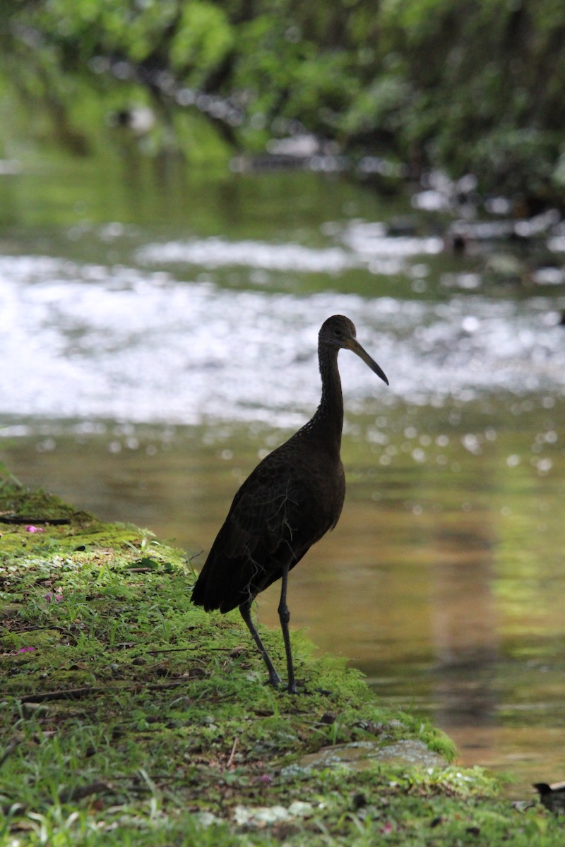 Limpkin - ML640514430
