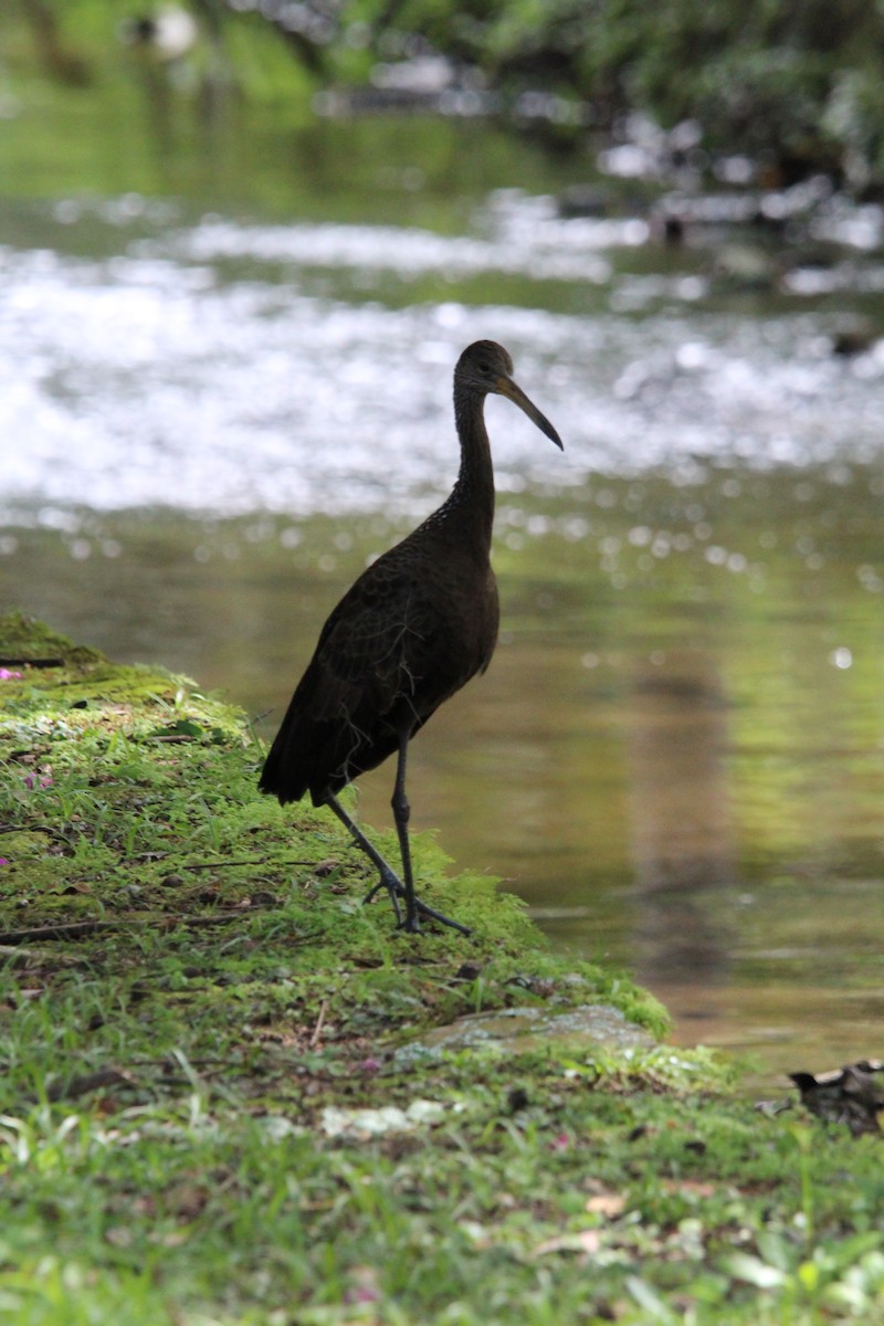 Limpkin - ML640514432