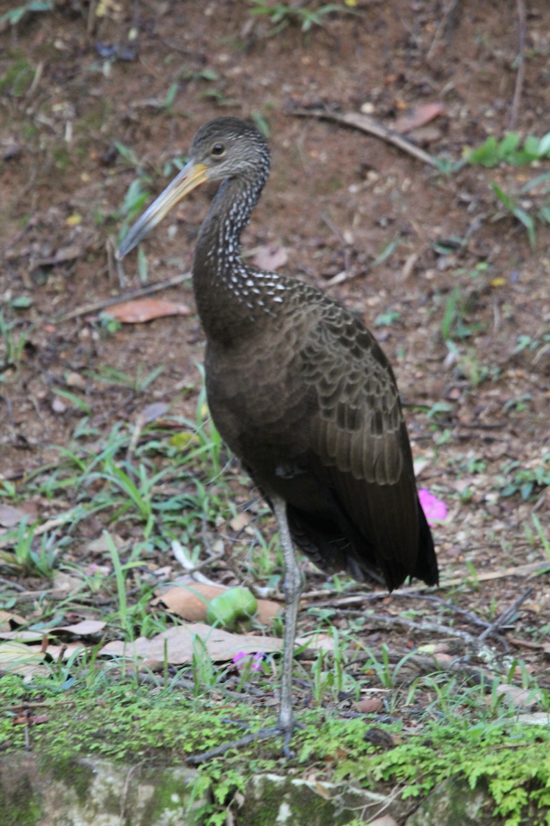 Limpkin - ML640514433