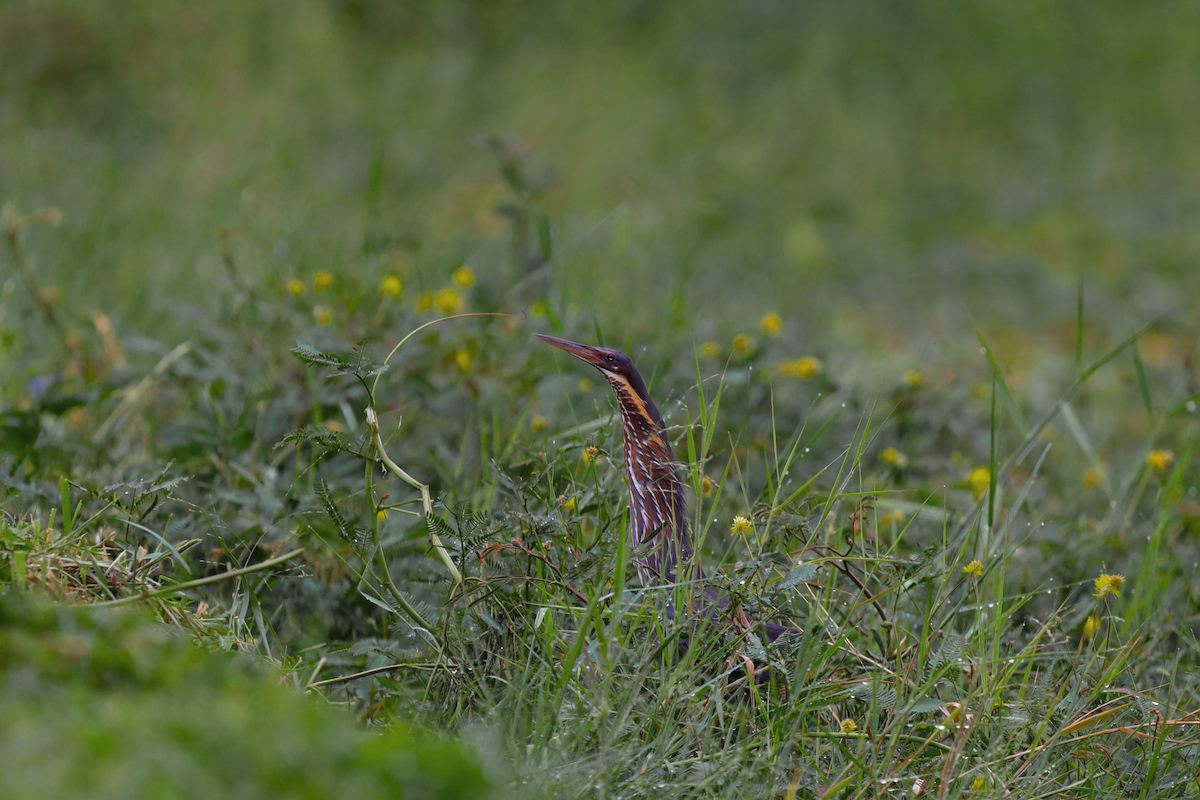 Black Bittern - ML640514446