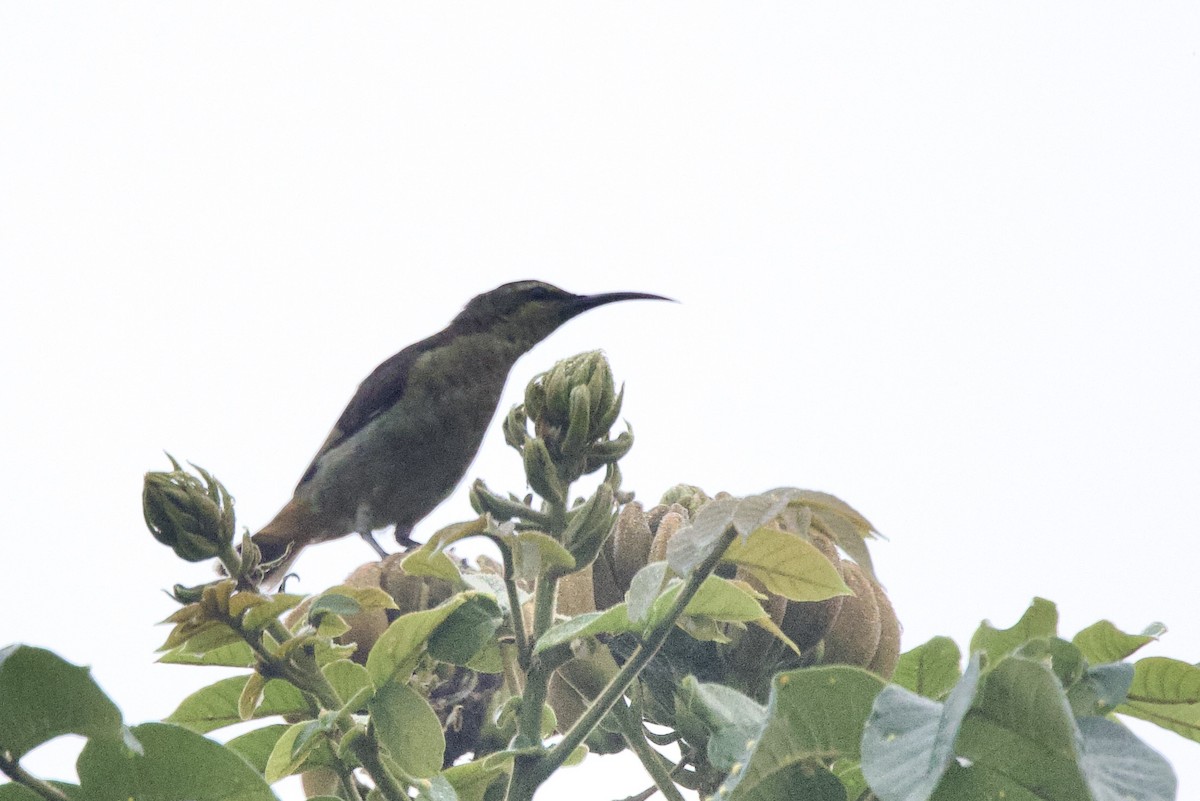 Olive Sunbird - ML640514452