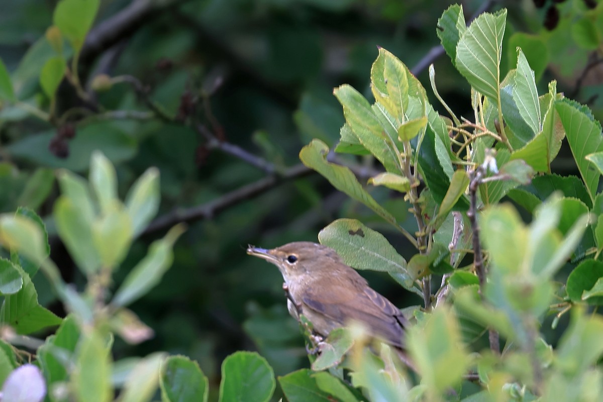 Урианхайн дууч шувуу - ML640514457