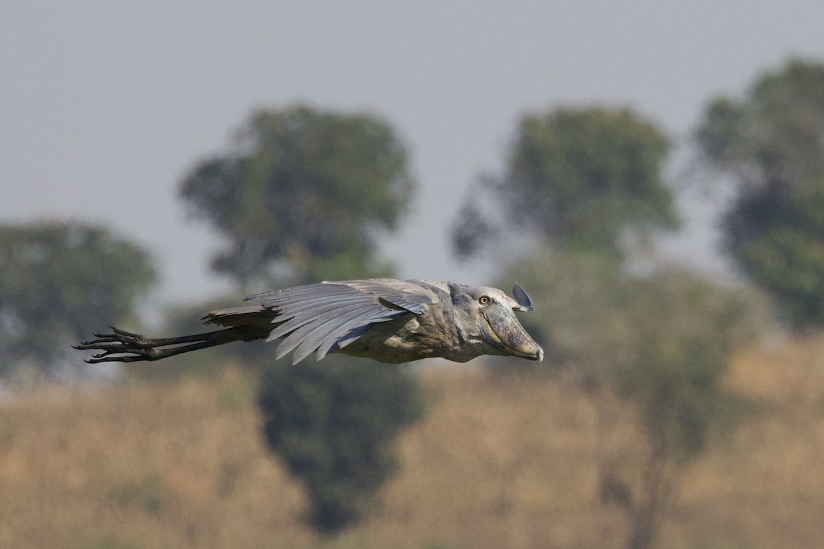 Shoebill - ML640514558