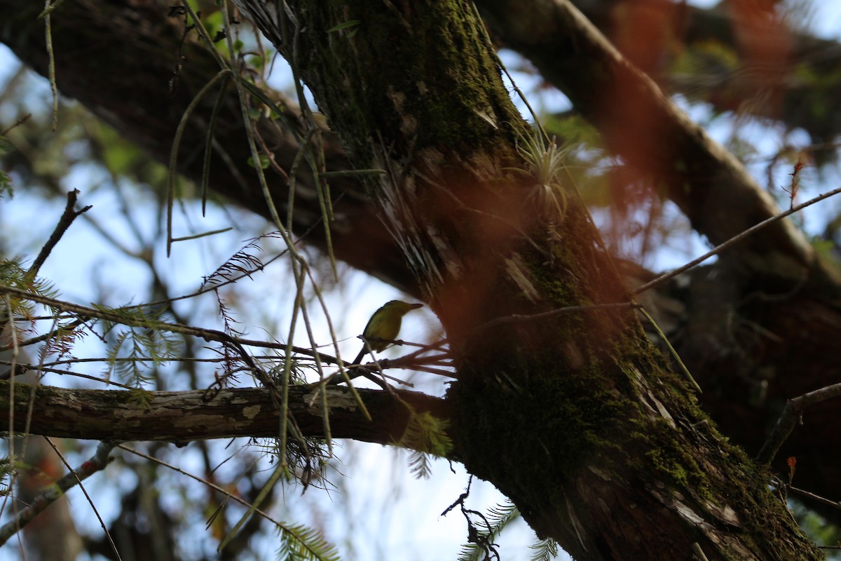 Gray-headed Tody-Flycatcher - ML640514578
