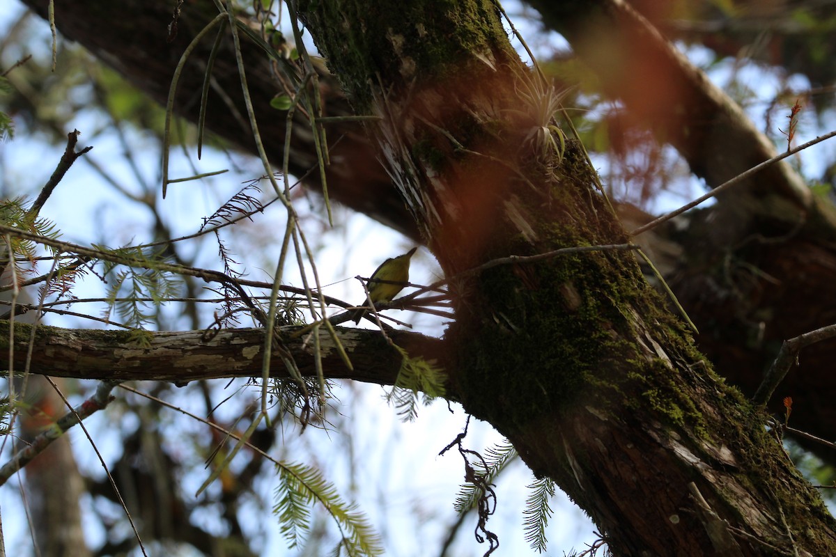 Gray-headed Tody-Flycatcher - ML640514579
