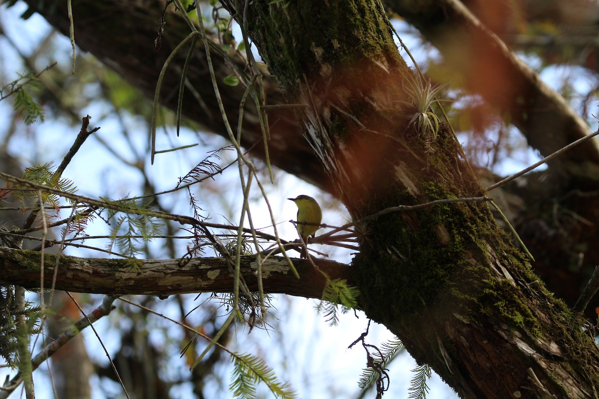 Gray-headed Tody-Flycatcher - ML640514581
