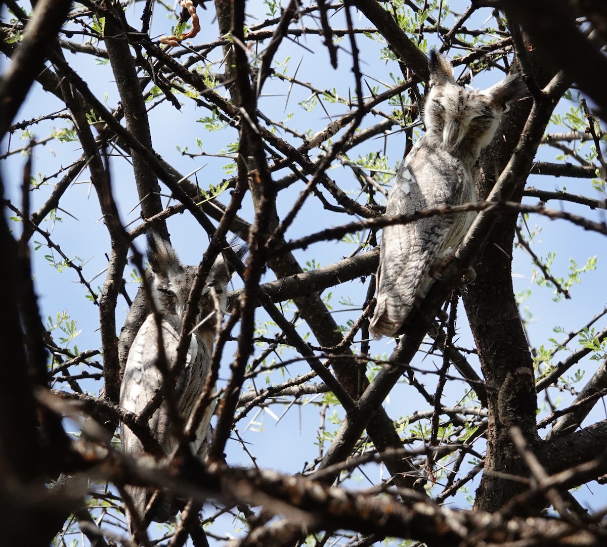 Northern White-faced Owl - ML640514604