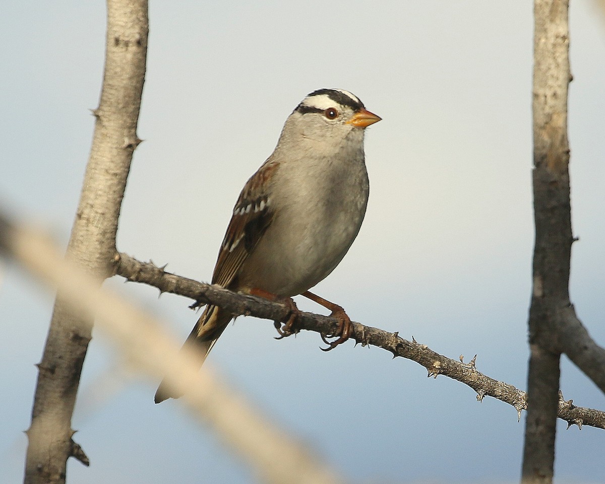 White-crowned Sparrow (Gambel's) - ML640514672
