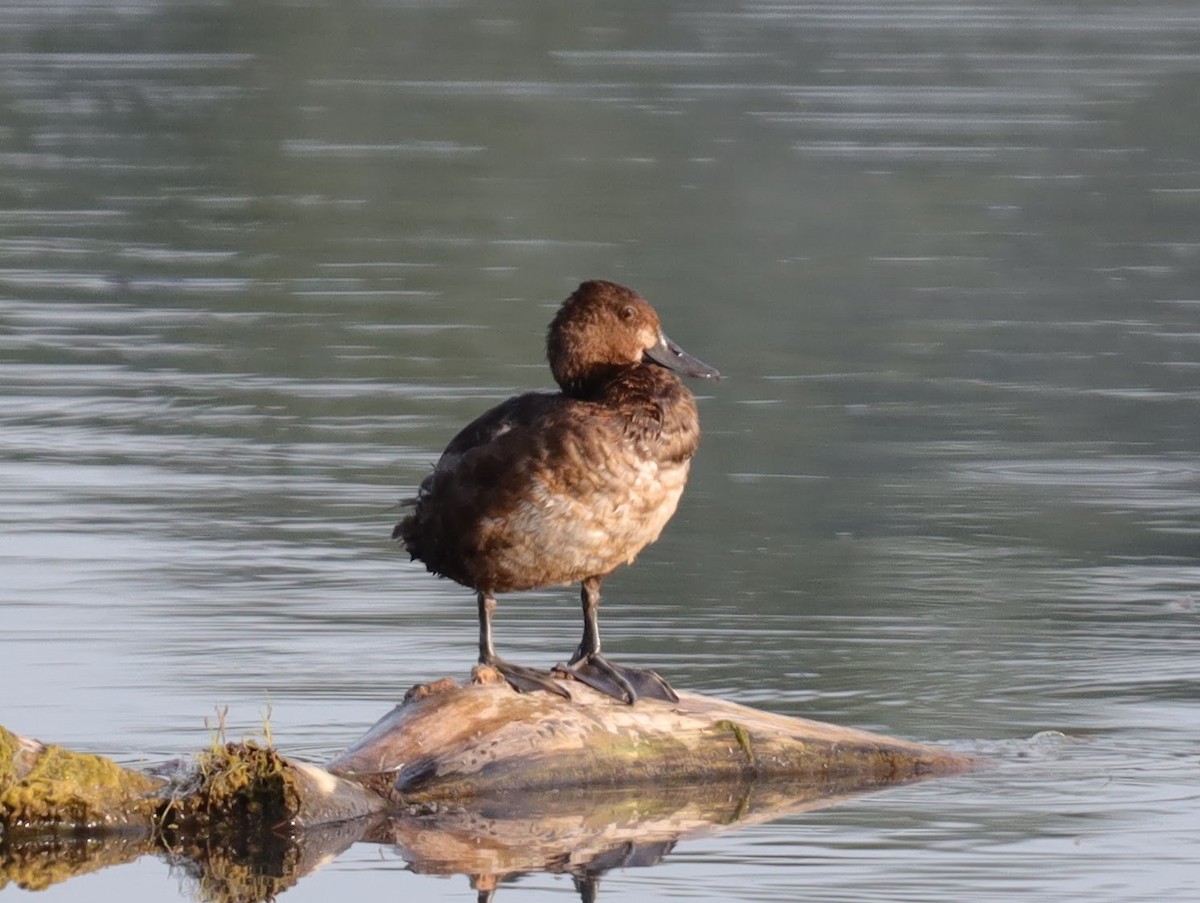 コスズガモ - ML640514677