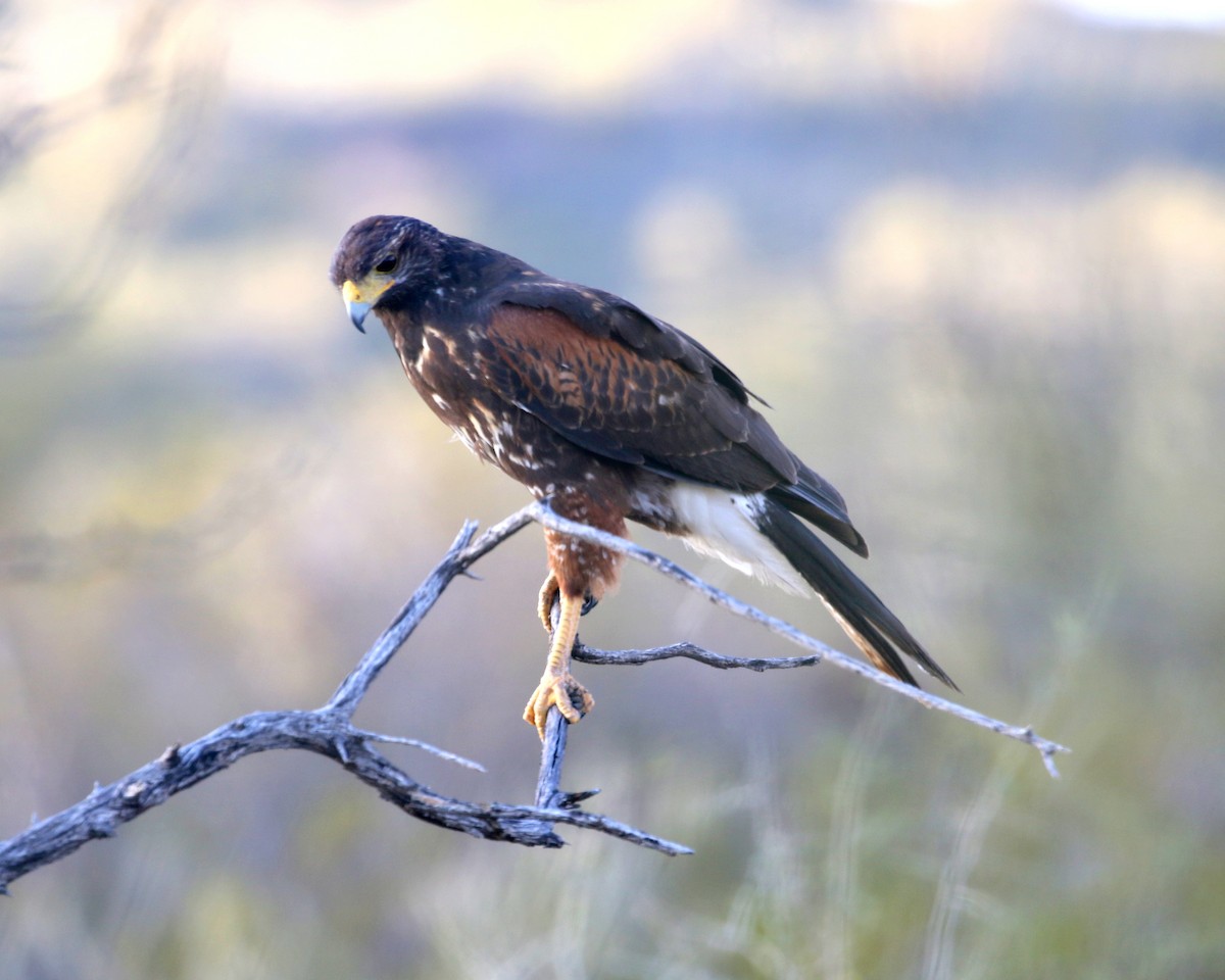 Harris's Hawk - ML640514758