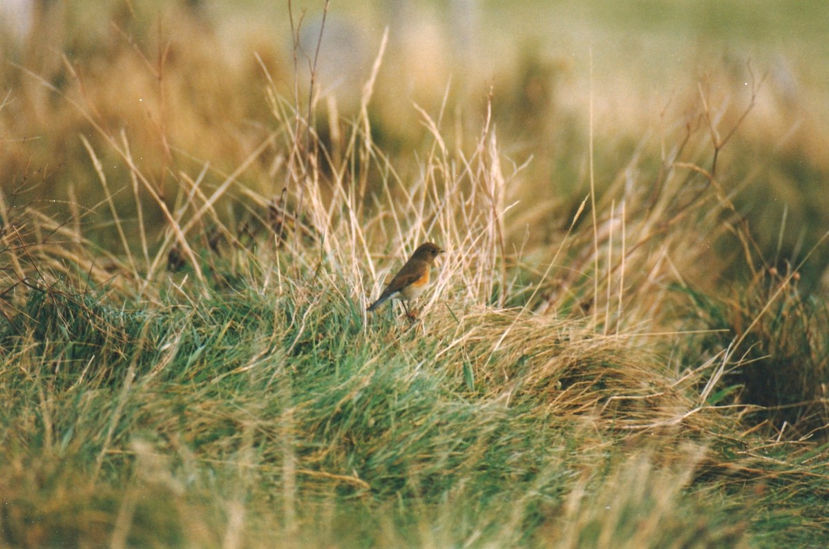 Red-flanked Bluetail - ML640514792