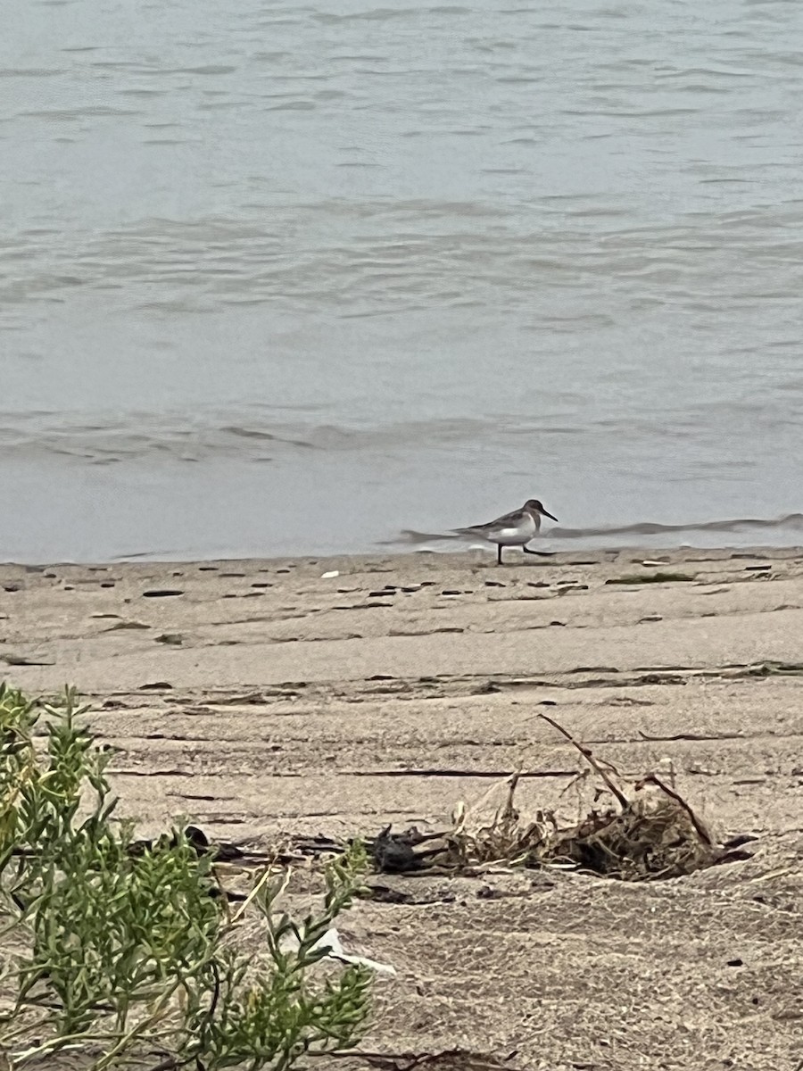 Байрдийн элсэг - ML640514794