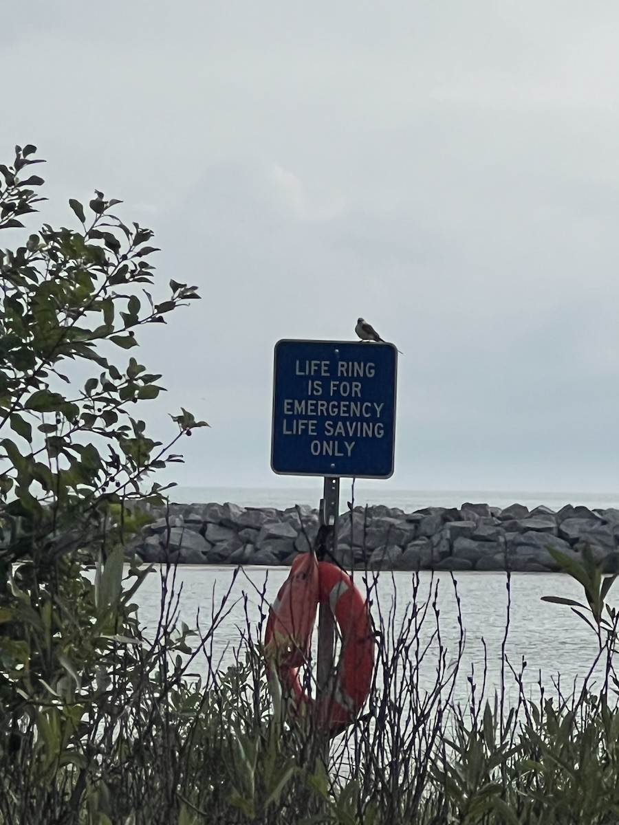 Scissor-tailed Flycatcher - ML640514809