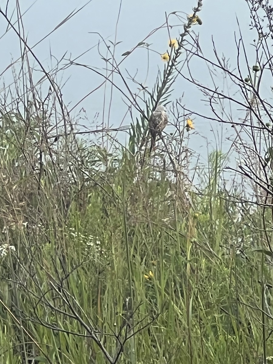 Scissor-tailed Flycatcher - ML640514810