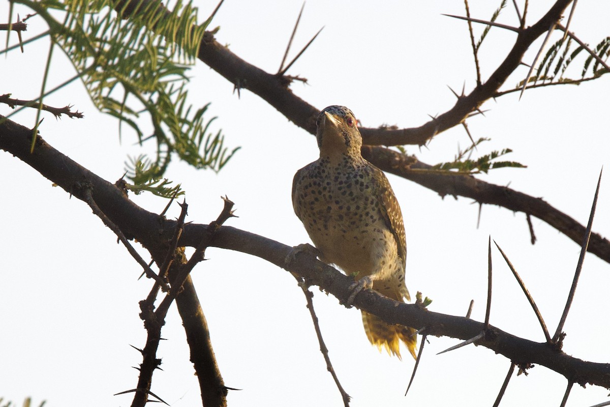 Nubian Woodpecker - ML640514852