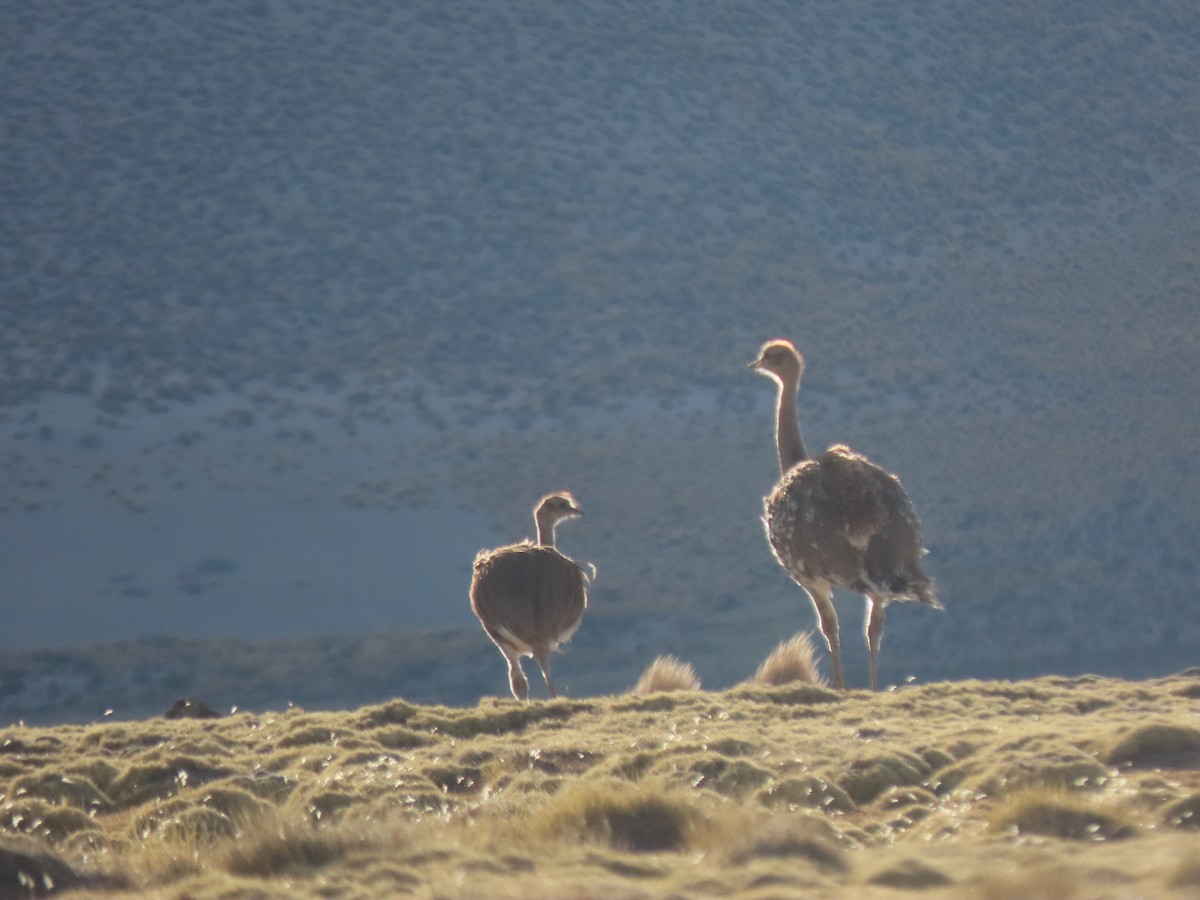 Lesser Rhea - ML640514884