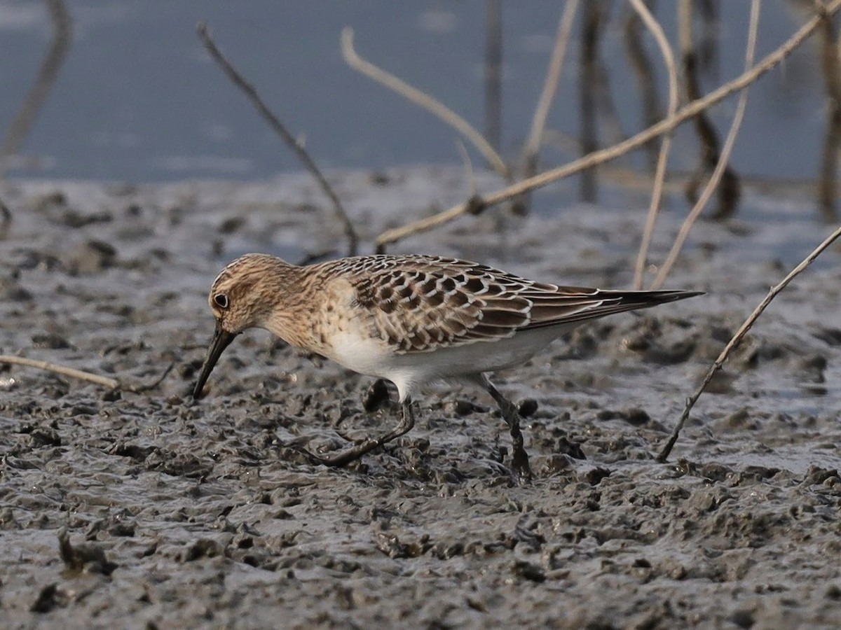 Baird's Sandpiper - ML640514920
