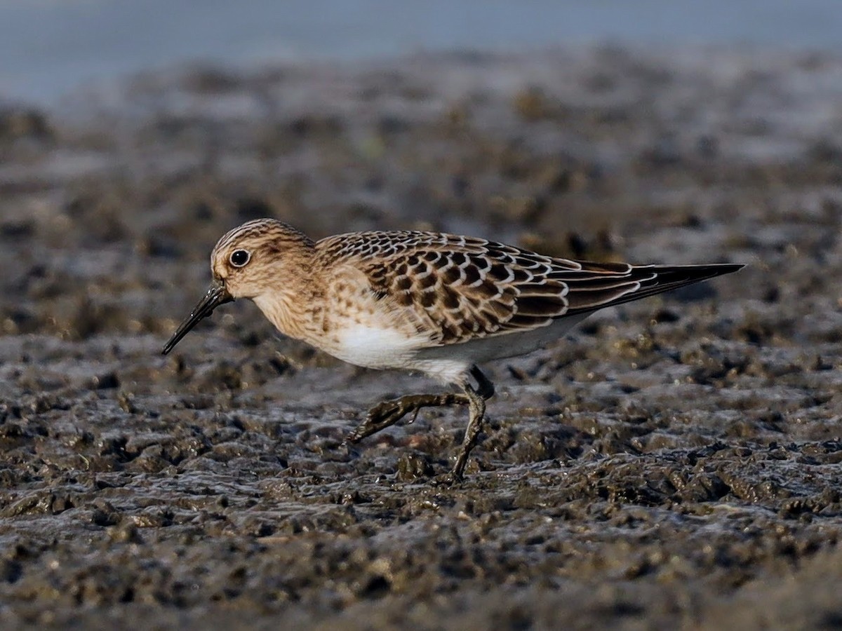 Baird's Sandpiper - ML640514921