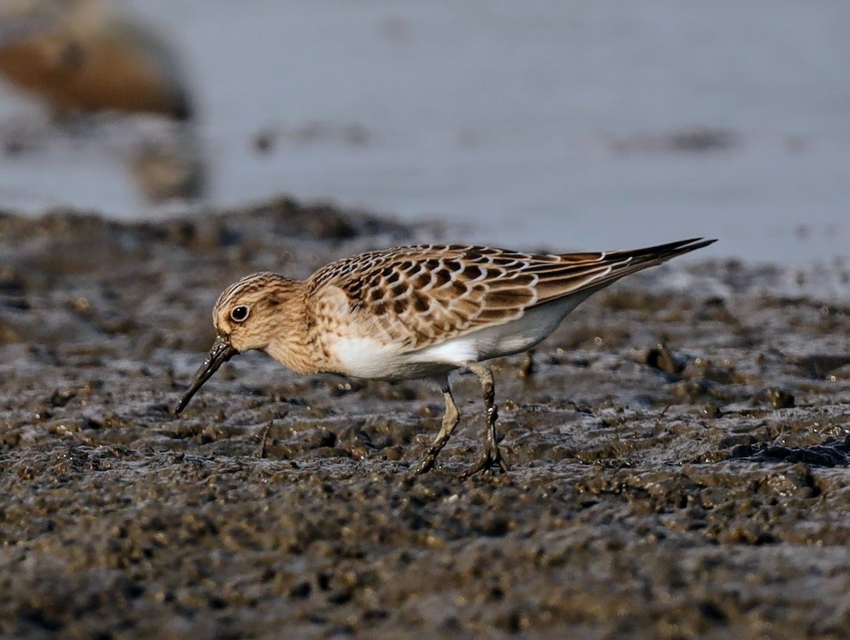 Baird's Sandpiper - ML640514923