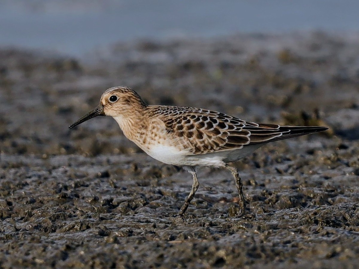 Baird's Sandpiper - ML640514924