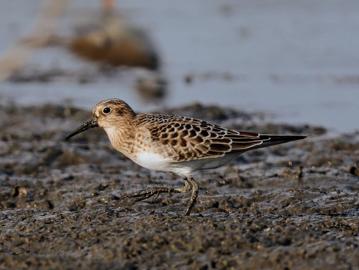Baird's Sandpiper - ML640514925