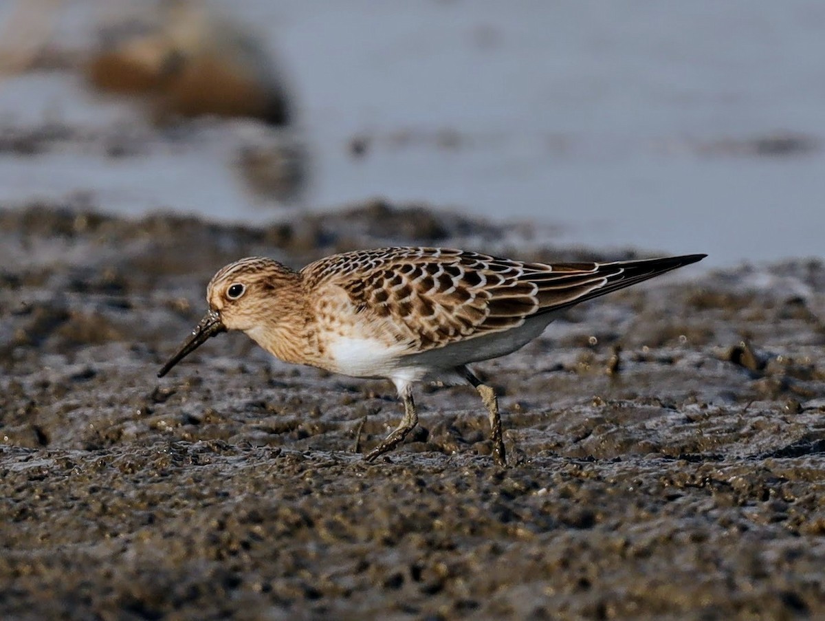 Baird's Sandpiper - ML640514926