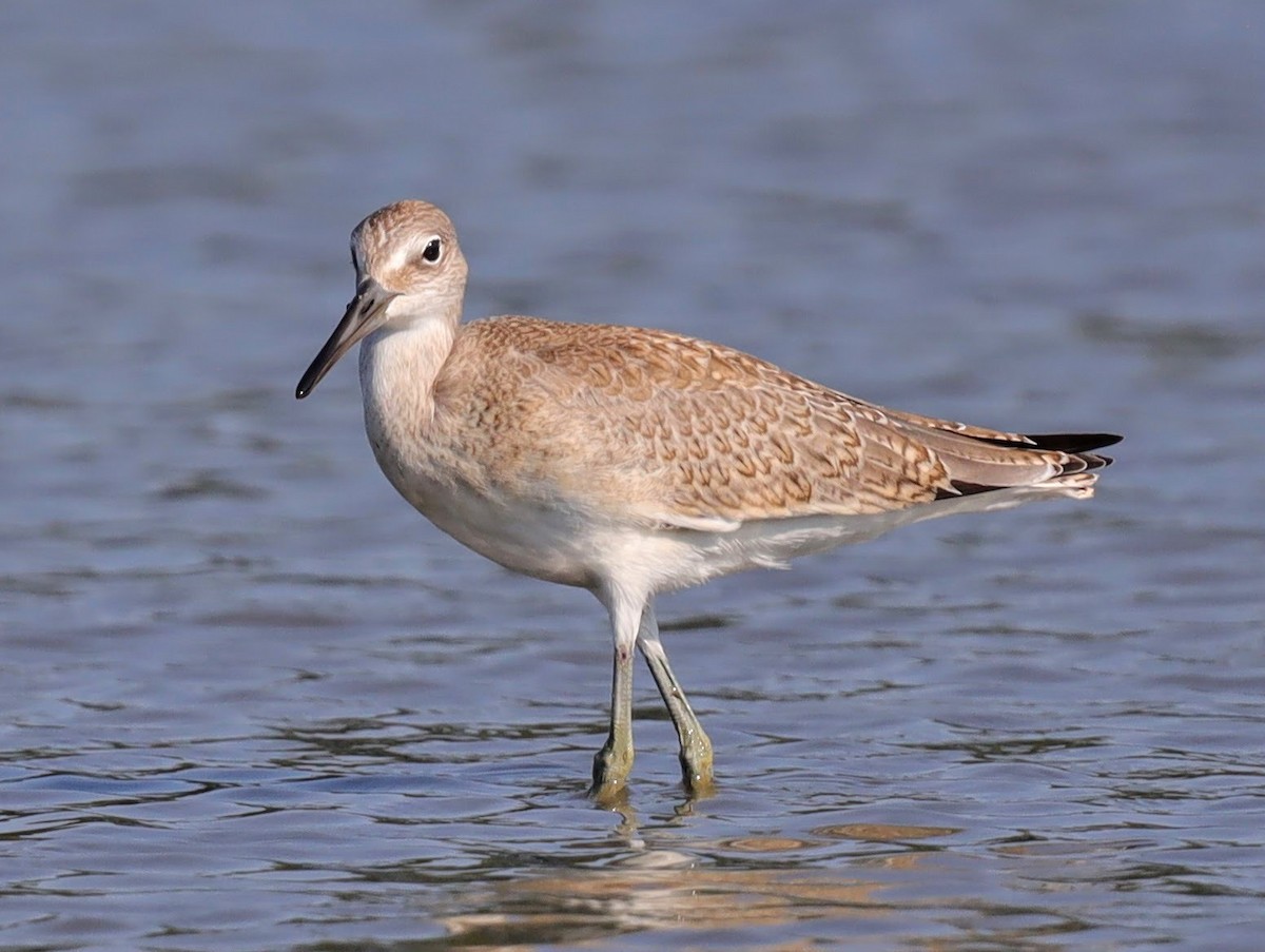 Willet - ML640514959