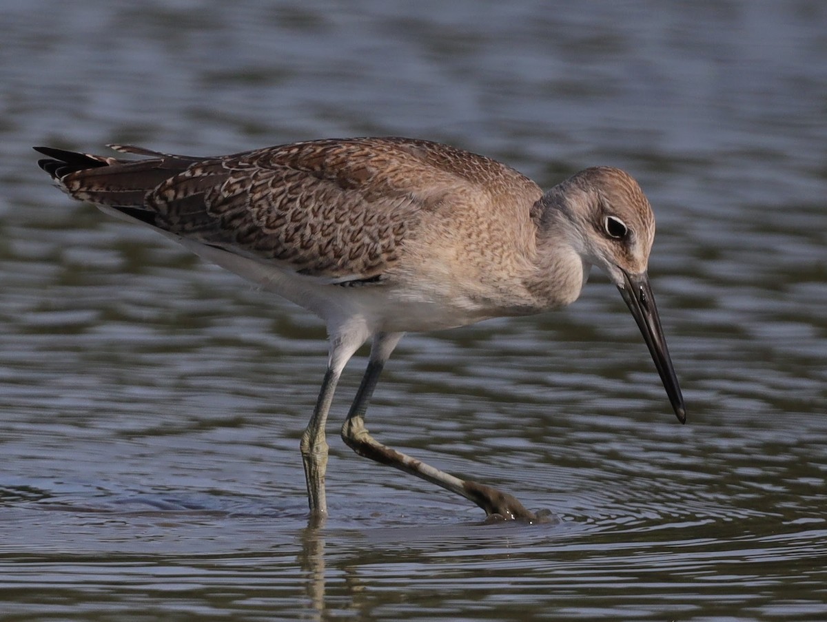 Willet - ML640514960