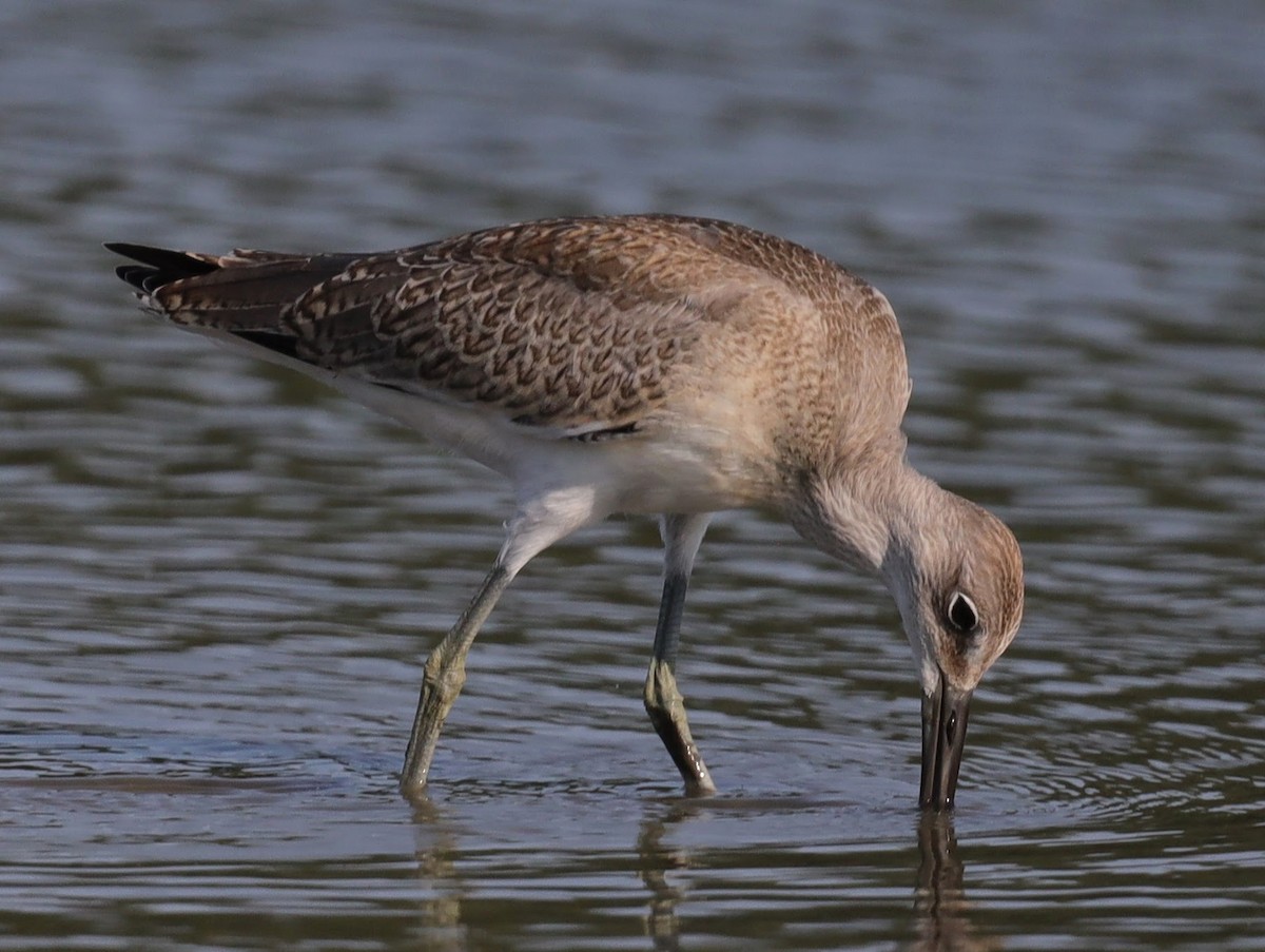 Willet - ML640514961
