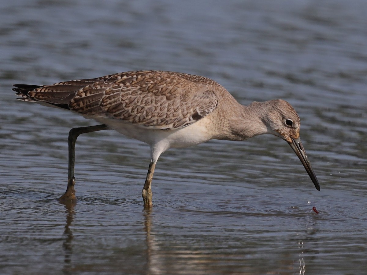 Willet - ML640514963