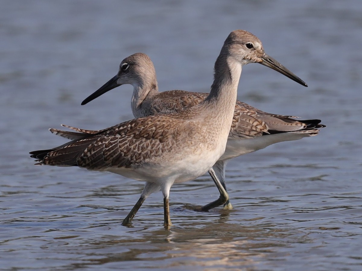 Willet - ML640514964