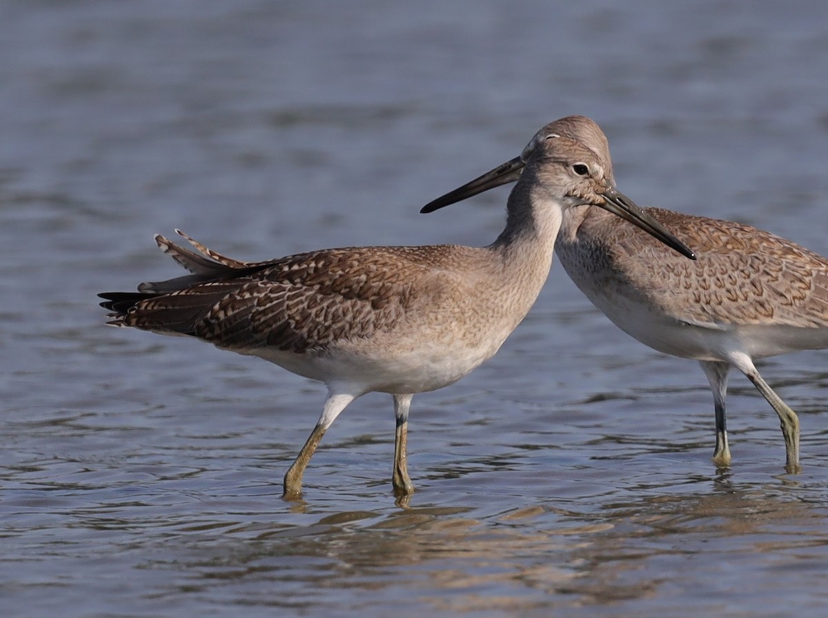 Willet - ML640514965
