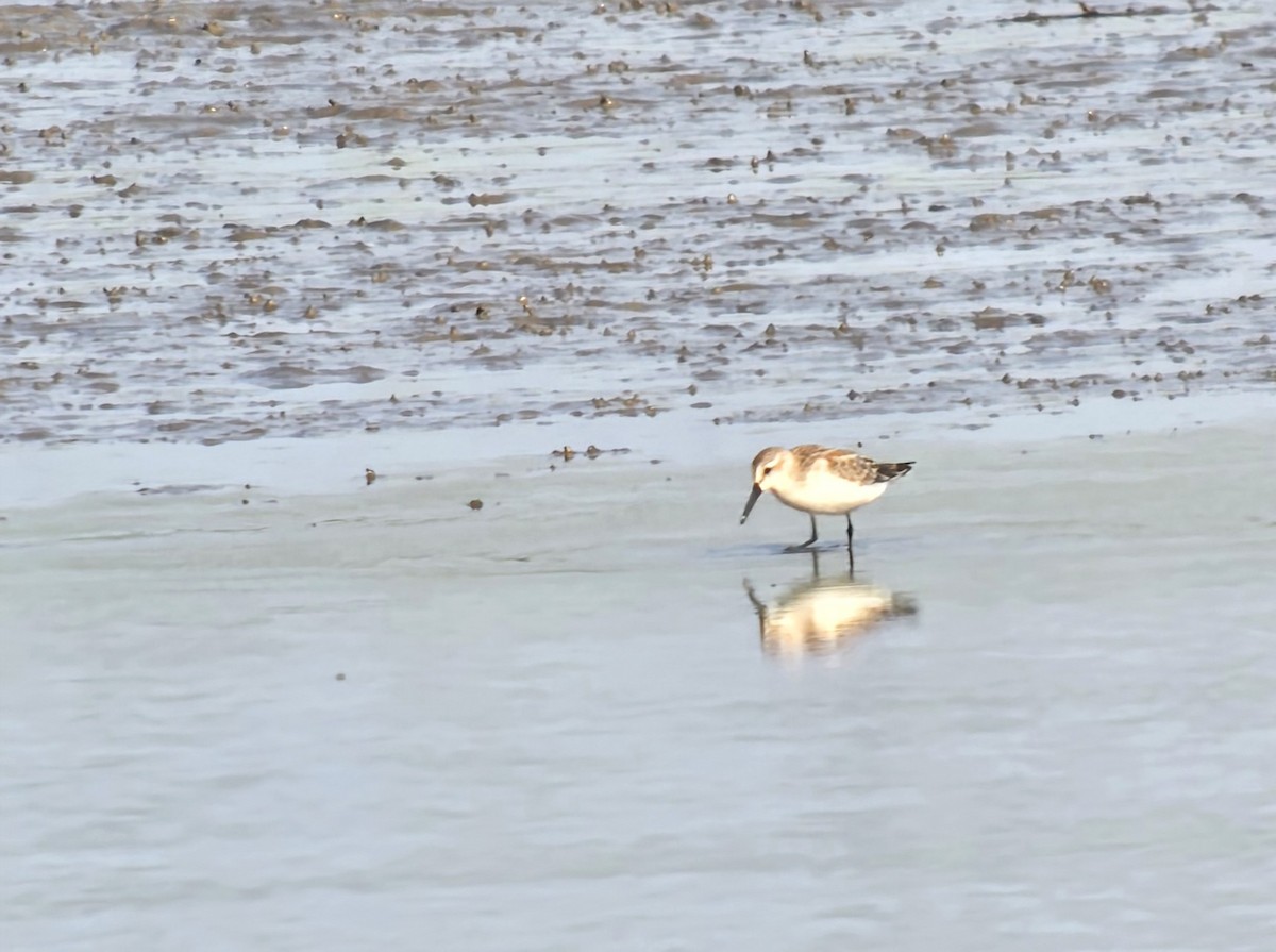 Western Sandpiper - ML640514973