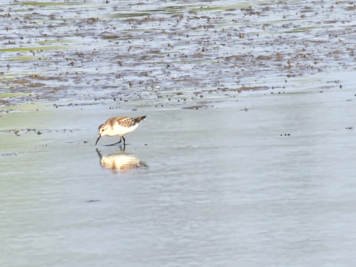 Western Sandpiper - ML640514975