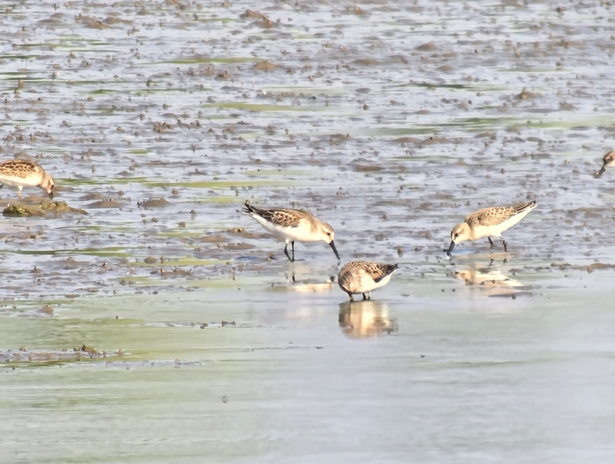 Western Sandpiper - ML640514976