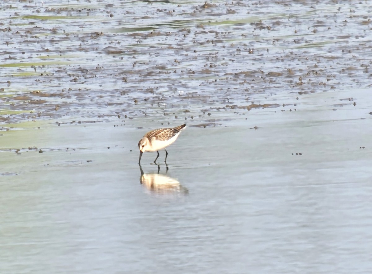 Western Sandpiper - ML640514977