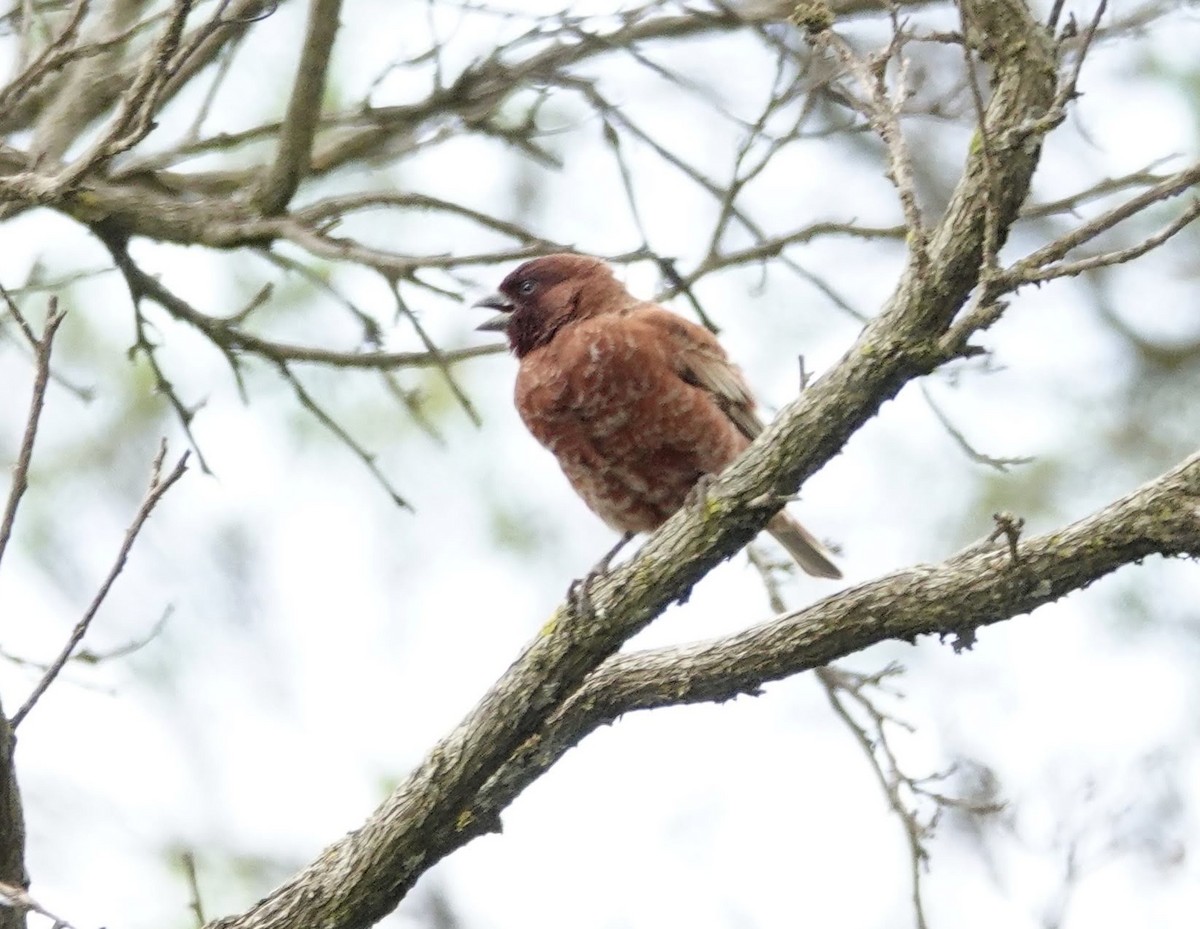 Chestnut Sparrow - ML640515068