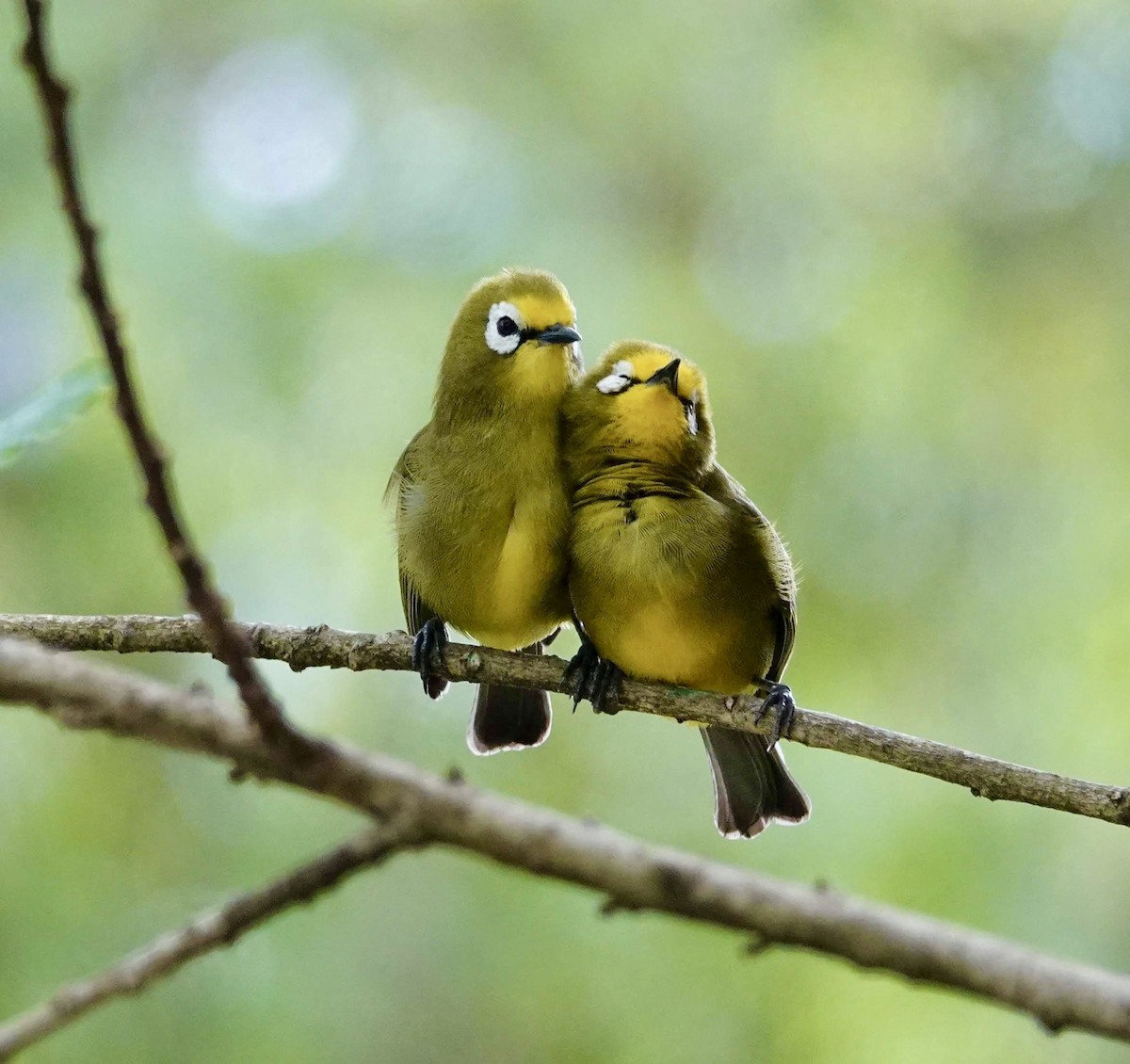 Kikuyu White-eye - ML640515079