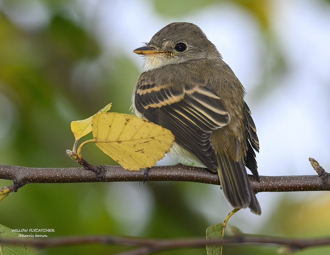 Willow Flycatcher - ML640515081